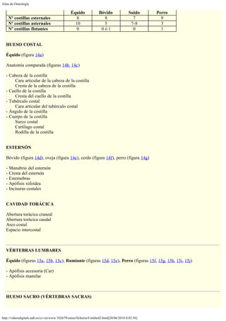 Atlas de Osteología
http://videosdigitals.uab.es/cr-vet/www/102679/osteo/ficheros/Untitled2.html[20/06/2014 0:02:56]
  Équido Bóvido Suido Perro
Nº costillas esternales 8 8 7 9
Nº costillas asternales 10 5 7-8 3
Nº costillas flotantes 0 0 ó 1 0 1
 
 
HUESO COSTAL
 
Équido (figura 14a)
 
Anatomía comparada (figuras 14b, 14c)
 
- Cabeza de la costilla
        Cara articular de la cabeza de la costilla
        Cresta de la cabeza de la costilla
- Cuello de la costilla
        Cresta del cuello de la costilla
- Tubérculo costal
        Cara articular del tubérculo costal
- Ángulo de la costilla
- Cuerpo de la costilla
        Surco costal
        Cartílago costal
        Rodilla de la costilla
 
 
ESTERNÓN
 
Bóvido (figura 14d), oveja (figura 14e), cerdo (figura 14f), perro (figura 14g)
 
- Manubrio del esternón
- Cresta del esternón
- Esternebras
- Apófisis xifoidea
- Incisuras costales
 
 
CAVIDAD TORÁCICA
 
Abertura torácica craneal
Abertura torácica caudal
Arco costal
Espacio intercostal
 
 
VÉRTEBRAS LUMBARES
 
Équido (figuras 15a, 15b, 15c), Rumiante (figuras 15d, 15e), Perro (figuras 15f, 15g, 15h, 15i, 15j)
 
- Apófisis accesoria (Car)
- Apófisis mamilar
 
 
HUESO SACRO (VÉRTEBRAS SACRAS)
 
 