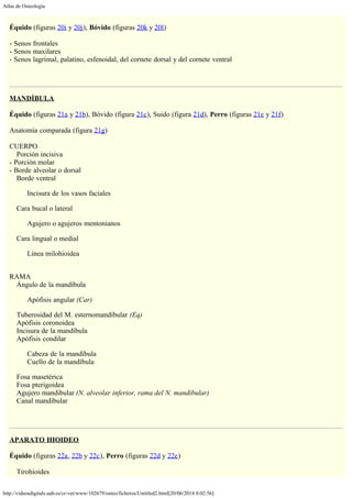 Atlas de Osteología
http://videosdigitals.uab.es/cr-vet/www/102679/osteo/ficheros/Untitled2.html[20/06/2014 0:02:56]
 
Équido (figuras 20i y 20j), Bóvido (figuras 20k y 20l)
 
- Senos frontales
- Senos maxilares
- Senos lagrimal, palatino, esfenoidal, del cornete dorsal y del cornete ventral
 
 
MANDÍBULA
 
Équido (figuras 21a y 21b), Bóvido (figura 21c), Suido (figura 21d), Perro (figuras 21e y 21f)
 
Anatomía comparada (figura 21g)
 
CUERPO
Porción incisiva
- Porción molar
- Borde alveolar o dorsal
Borde ventral
Incisura de los vasos faciales
Cara bucal o lateral
Agujero o agujeros mentonianos
Cara lingual o medial
Línea milohioidea
 
RAMA
Ángulo de la mandíbula
Apófisis angular (Car)
Tuberosidad del M. esternomandibular (Eq)
Apófisis coronoidea
Incisura de la mandíbula
Apófisis condilar
Cabeza de la mandíbula
Cuello de la mandíbula
Fosa masetérica
Fosa pterigoidea
Agujero mandibular (N. alveolar inferior, rama del N. mandibular)
Canal mandibular
 
 
APARATO HIOIDEO
 
Équido (figuras 22a, 22b y 22c), Perro (figuras 22d y 22e)
 
Tirohioides
 