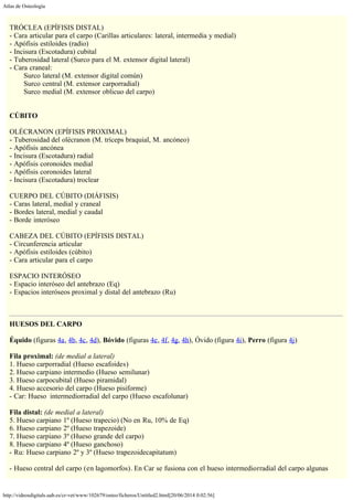 Atlas de Osteología
http://videosdigitals.uab.es/cr-vet/www/102679/osteo/ficheros/Untitled2.html[20/06/2014 0:02:56]
 
TRÓCLEA (EPÍFISIS DISTAL)
- Cara articular para el carpo (Carillas articulares: lateral, intermedia y medial)
- Apófisis estiloides (radio)
- Incisura (Escotadura) cubital
- Tuberosidad lateral (Surco para el M. extensor digital lateral)
- Cara craneal:
        Surco lateral (M. extensor digital común)
        Surco central (M. extensor carporradial)
        Surco medial (M. extensor oblicuo del carpo)
 
 
CÚBITO
 
OLÉCRANON (EPÍFISIS PROXIMAL)
- Tuberosidad del olécranon (M. tríceps braquial, M. ancóneo)
- Apófisis ancónea
- Incisura (Escotadura) radial
- Apófisis coronoides medial
- Apófisis coronoides lateral
- Incisura (Escotadura) troclear
 
CUERPO DEL CÚBITO (DIÁFISIS)
- Caras lateral, medial y craneal
- Bordes lateral, medial y caudal
- Borde interóseo
 
CABEZA DEL CÚBITO (EPÍFISIS DISTAL)
- Circunferencia articular
- Apófisis estiloides (cúbito)
- Cara articular para el carpo
 
ESPACIO INTERÓSEO
- Espacio interóseo del antebrazo (Eq)
- Espacios interóseos proximal y distal del antebrazo (Ru)
 
 
HUESOS DEL CARPO
 
Équido (figuras 4a, 4b, 4c, 4d), Bóvido (figuras 4e, 4f, 4g, 4h), Óvido (figura 4i), Perro (figura 4j)
 
Fila proximal: (de medial a lateral)
1. Hueso carporradial (Hueso escafoides)
2. Hueso carpiano intermedio (Hueso semilunar)
3. Hueso carpocubital (Hueso piramidal)
4. Hueso accesorio del carpo (Hueso pisiforme)
- Car: Hueso  intermediorradial del carpo (Hueso escafolunar)
 
Fila distal: (de medial a lateral)
5. Hueso carpiano 1º (Hueso trapecio) (No en Ru, 10% de Eq)
6. Hueso carpiano 2º (Hueso trapezoide)
7. Hueso carpiano 3º (Hueso grande del carpo)
8. Hueso carpiano 4º (Hueso ganchoso)
- Ru: Hueso carpiano 2º y 3º (Hueso trapezoidecapitatum)
 
- Hueso central del carpo (en lagomorfos). En Car se fusiona con el hueso intermediorradial del carpo algunas
 