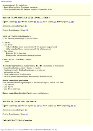 Atlas de Osteología
http://videosdigitals.uab.es/cr-vet/www/102679/osteo/ficheros/Untitled2.html[20/06/2014 0:02:56]
semanas después del nacimiento.
- Surco del carpo (Mm. flexores de los dedos)
- Hueso sesamoideo del M. abductor largo del primer dedo (Car)
 
 
HUESOS METACARPIANOS  (y METATARSIANOS) I-V
Équido (figuras 5a, 5e), Bóvido (figuras 5b, 5c, 5f), Suido (figura 5g), Perro (figuras 5d, 5h)
 
Anatomía comparada (figura 5i)
 
Centros de osificación (figura 5j)
 
 
BASE o EXTREMIDAD PROXIMAL:
- Cara articular para el carpo (o para el tarso)
 
CUERPO
- Cara dorsal
        Tuberosidad del hueso metacarpiano III (M. extensor carporradial)
        Tuberosidad del hueso metatarsiano III (M. tibial craneal)
- Cara palmar  
        Inserción del M. interóseo
        Fosa para los huesos sesamoideos proximales
 
CABEZA o EXTREMIDAD DISTAL:
- Tróclea
 
 Huesos metacarpianos (o metatarsianos)  III y IV (únicamente en Rumiantes)
- Surcos longitudinales dorsal y palmar (o plantar)
- Canales proximal y distal del metacarpo (o metatarso)
- Incisura intertroclear
- Hueso metacarpiano V rudimentario
- Hueso sesamoideo metatarsiano (metatarsiano II rudimentario)
 
Huesos sesamoideos proximales
En la articulación metacarpofalángica (o metatarsofalángica). Dos en cada dedo.
- Cara articular
- Cara flexora
- Cara del m. interóseo
 
Huesos sesamoideos dorsales (Car) A veces cartilaginosos.
 
 
HUESOS DE LOS DEDOS: FALANGES
 
Équido (figuras 6a, 6b), Bóvido (figuras 6c, 6d, 6e), Suido (figura 6f), Perro (figuras 6g, 6h, 6i)
 
Anatomía comparada (figura 6t)
 
Centros de osificación (figura 6u)
 
 
FALANGE PROXIMAL (Cuartilla)
 
 