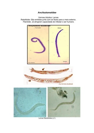 Ancilostomatidae
Vermes Adultos: Larvas
Rabditóide: São emitidas junto com as fezes para o meio externo.
Filarióide: Já atingiram capacidade de infestar o ser humano
Larvas Rabditóides (L1)
 