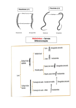 Rabditóde (L1)
Filarióide (L3)
Helmintos – larvas
Diferenciação
 
