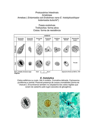 Protozoários Intestinais
Amebíase
Amebas ( Entamoeba coli Endolimax nana E. histolytica/díspar
Iodamoeba butschli*)
Fases evolutivas
Trofozoítos: forma ativa
Cistos: forma de resistência
E. histolytica
Cistos esféricos ou ovais. Até 4 núcleos. Cromatina delicada. Cariossoma
puntiforme e central. Possível presença de corpos cromatóides (forma de
“charuto”). Encontramos também no citoplasma dos cistos regiões que
coram de castanho pelo lugol (vacúolos de glicogênio).
 