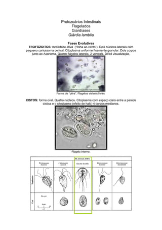 Protozoários Intestinais
Flagelados
Giardíases
Giárdia lamblia
Fases Evolutivas
TROFOZOITOS: motilidade ativa (“folha ao vento”). Dois núcleos laterais com
pequeno cariossoma central. Citoplasma uniforme finamente granular. Dois corpos
junto ao Axonema. Quatro flagelos laterais, 2 ventrais. Difícil visualização.
Forma de “pêra”. Flagelos visíveis livres.
CISTOS: forma oval. Quatro núcleos. Citoplasma com espaço claro entre a parede
cística e o citoplasma (efeito de halo) 4 corpos medianos.
Flagelo interno.
 