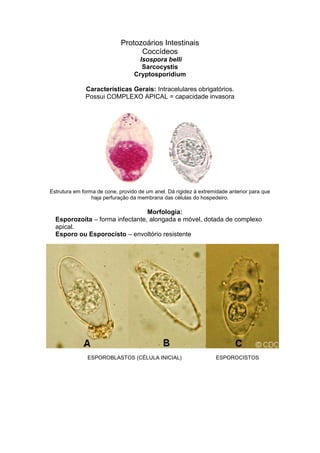Protozoários Intestinais
Coccídeos
Isospora belli
Sarcocystis
Cryptosporidium
Características Gerais: Intracelulares obrigatórios.
Possui COMPLEXO APICAL = capacidade invasora
Estrutura em forma de cone, provido de um anel. Dá rigidez à extremidade anterior para que
haja perfuração da membrana das células do hospedeiro.
Morfologia:
Esporozoíta – forma infectante, alongada e móvel, dotada de complexo
apical.
Esporo ou Esporocisto – envoltório resistente
ESPOROBLASTOS (CÉLULA INICIAL) ESPOROCISTOS
 