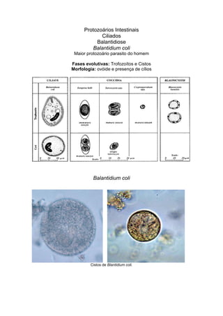 Protozoários Intestinais
Ciliados
Balantidiose
Balantidium coli
Maior protozoário parasito do homem
Fases evolutivas: Trofozoítos e Cistos
Morfologia: ovóide e presença de cílios
Balantidium coli
Cistos de Blantidium coli.
 