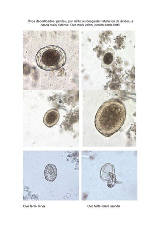 Ovos decorticados: perdeu, por atrito ou desgaste natural ou de ácidos, a
casca mais externa. Ovo mais velho, porém ainda fértil.
Ovo fértil- larva Ovo fértil- larva saindo
 