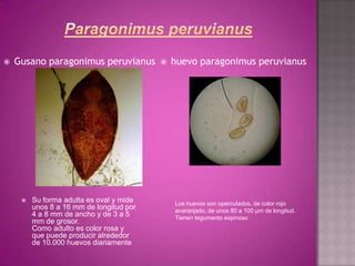 Atlas de parasitos