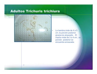 Adultos Trichuris trichiura 
11 
‡ La hembra mide de 4 a 5 
cm, la porción posterior 
gruesa es arqueada . El 
macho mide de 3 a 4 cm , su 
porción posterior se 
encuentra enroscada. 
 