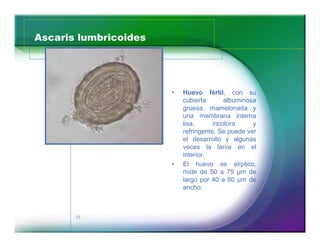 Ascaris lumbricoides 
12 
‡ Huevo fértil, con su 
cubierta albuminosa 
gruesa, mamelonada y 
una membrana interna 
lisa, incolora y 
refringente. Se puede ver 
el desarrollo y algunas 
veces la larva en el 
interior. 
‡ El huevo es elíptico, 
mide de 50 a 75 μm de 
largo por 40 a 60 μm de 
ancho. 
 