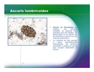 Ascaris lumbricoides 
13 
‡ Huevo no fecundado es 
elíptico, de tamaño 
variable, en general más 
grandes que los fértiles. Se 
desarrollan en el interior de 
las hembras cuando no hay 
machos presentes. 
‡ La cubierta es más gruesa 
y tiene granulaciones 
refringentes de lecitina, 
parecidas a gotas de grasa 
que ocupan totalmente el 
huevo. 
 
