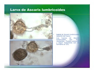 Larva de Ascaris lumbricoides 
14 
‡ Larva de Ascaris lumbricoides 
saliendo del huevo . 
‡ Los huevos de Ascaris 
lumbricoides son muy 
resistentes. Pueden sobrevivir 
y seguir madurando aún en 
formalina al 10%. 
 