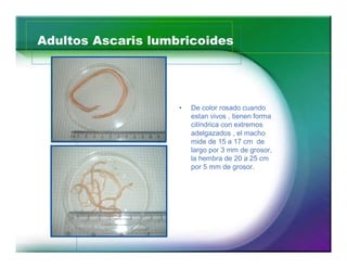 Adultos Ascaris lumbricoides 
15 
‡ De color rosado cuando 
estan vivos , tienen forma 
cilíndrica con extremos 
adelgazados , el macho 
mide de 15 a 17 cm de 
largo por 3 mm de grosor, 
la hembra de 20 a 25 cm 
por 5 mm de grosor. 
 