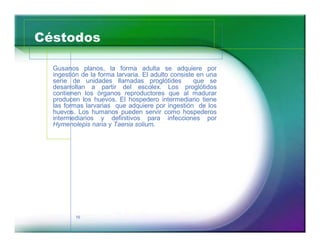 Céstodos 
Gusanos planos, la forma adulta se adquiere por 
ingestión de la forma larvaria. El adulto consiste en una 
serie de unidades llamadas proglótides que se 
desarrollan a partir del escolex. Los proglótidos 
contienen los órganos reproductores que al madurar 
producen los huevos. El hospedero intermediario tiene 
las formas larvarias que adquiere por ingestión de los 
huevos. Los humanos pueden servir como hospederos 
intermediarios y definitivos para infecciones por 
Hymenolepis nana y Taenia solium. 
16 
 
