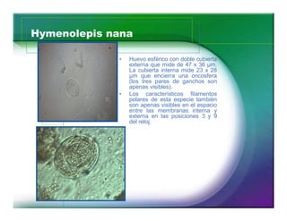 Hymenolepis nana 
17 
‡ Huevo esférico con doble cubierta 
externa que mide de 47 x 36 μm. 
La cubierta interna mide 23 x 28 
μm que encierra una oncosfera 
(los tres pares de ganchos son 
apenas visibles). 
‡ Los característicos filamentos 
polares de esta especie también 
son apenas visibles en el espacio 
entre las membranas interna y 
externa en las posiciones 3 y 9 
del reloj. 
 