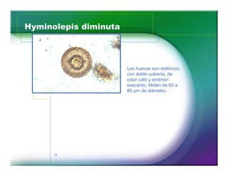 Hyminolepis diminuta 
18 
Los huevos son esféricos, 
con doble cubierta, de 
color café y embrión 
exacanto. Miden de 60 a 
80 μm de diámetro. 
 