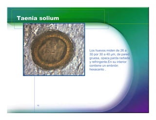 Taenia solium 
19 
Los huevos miden de 26 a 
30 por 30 a 40 μm, de pared 
gruesa, opaca,parda radiada 
y refringente.En su interior 
contiene un embrión 
hexacanto . 
 
