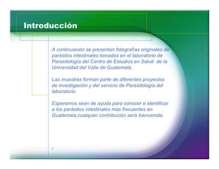Introducción 
A continuación se presentan fotografías originales de 
parásitos intestinales tomadas en el laboratorio de 
Parasitología del Centro de Estudios en Salud de la 
Universidad del Valle de Guatemala. 
Las muestras forman parte de diferentes proyectos 
de investigación y del servicio de Parasitología del 
laboratorio. 
Esperamos sean de ayuda para conocer e identificar 
a los parásitos intestinales más frecuentes en 
Guatemala,cualquier contribución será bienvenida. 
2 
 