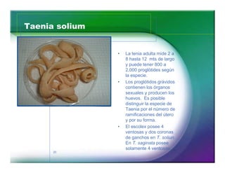 Taenia solium 
20 
‡ La tenia adulta mide 2 a 
8 hasta 12 mts de largo 
y puede tener 800 a 
2,000 proglótides según 
la especie. 
‡ Los proglótidos grávidos 
contienen los órganos 
sexuales y producen los 
huevos. Es posible 
distinguir la especie de 
Taenia por el número de 
ramificaciones del útero 
y por su forma. 
‡ El escolex posee 4 
ventosas y dos coronas 
de ganchos en T. soliun. 
En T. saginata posee 
solamente 4 ventosas. 
 