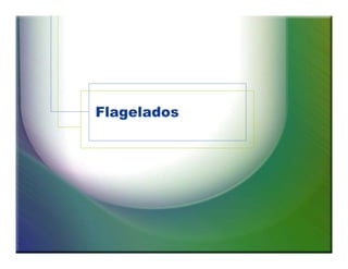 Flagelados 
 