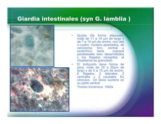 Giardia intestinales (syn G. lamblia ) 
23 
‡ Quíste De forma elipsoidal, 
mide de 11 a 14 μm de largo y 
de 7 a 10 μm de ancho, con dos 
o cuatro núcleos apareados, de 
cariosoma fino, central y 
excéntrico, tiene cuerpos 
parabasales bien desarrollados 
y los flagelos recogidos, el 
citoplasma es granuloso. 
‡ El trofozoíto tiene forma de 
pera, mide de 10 a 20μm de 
largo y de 5 a 15 μm de ancho. 
6 flagelos, 2 laterales, 2 
ventrales y 2 caudales. Es 
cóncavo. Un disco suctorio en 
su parte ventral. 
Tinción tricrómica. 1000x 
 
