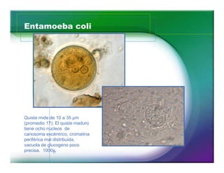 Entamoeba coli 
Quiste mide de 10 a 35 μm 
(promedio 17). El quiste maduro 
tiene ocho nucleos de 
cariosoma excéntrico, cromatina 
periférica mal distribuida, 
vacuola de glucogeno poco 
precisa. 1000x 
27 
 