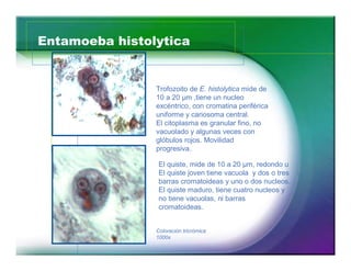Entamoeba histolytica 
30 
Trofozoito de E. histolytica mide de 
10 a 20 μm ,tiene un nucleo 
excéntrico, con cromatina periférica 
uniforme y cariosoma central. 
El citoplasma es granular fino, no 
vacuolado y algunas veces con 
glóbulos rojos. Movilidad 
progresiva. 
El quiste, mide de 10 a 20 μm, redondo u 
El quiste joven tiene vacuola y dos o tres 
barras cromatoideas y uno o dos nucleos. 
El quiste maduro, tiene cuatro nucleos y 
no tiene vacuolas, ni barras 
cromatoideas. 
Coloración tricrómica 
1000x 
 