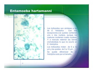 Entamoeba hartamanni 
31 
‡ Los trofozoitos son similares a los 
de E. histolytica . Con dos 
excepciones.Los quistes contienen 
uno o dos nucleos, aunque los 
maduros contienen cuatro nucleos. 
Y a menudo retienen las barras 
cromatoideas lo que no ocurre en 
E. histolytica. 
‡ Los trofozoitos miden de 5 a 12 
μm y los quistes de 5 a 10 μm . 
‡ Se puede diferenciar de E. 
histolytica solo por el tamaño. 
12 μm 
 
