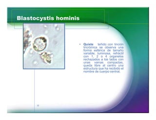 Blastocystis hominis 
32 
‡ Quíste teñido con tinción 
tricrómica se observa una 
forma esférica de tamaño 
variable, luminosa, refráctil 
con 1, 2 o 4 organelos 
rechazados a los lados con 
unas vainas compactas, 
queda libre al centro una 
estructura que ha recibido el 
nombre de cuerpo central. 
 