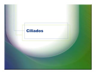Ciliados 
 