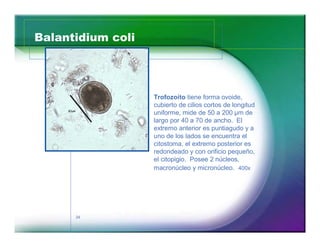 Balantidium coli 
34 
Trofozoíto tiene forma ovoide, 
cubierto de cilios cortos de longitud 
uniforme, mide de 50 a 200 μm de 
largo por 40 a 70 de ancho. El 
extremo anterior es puntiagudo y a 
uno de los lados se encuentra el 
citostoma, el extremo posterior es 
redondeado y con orificio pequeño, 
el citopigio. Posee 2 núcleos, 
macronúcleo y micronúcleo. 400x 
 