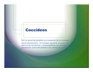 Coccideos 
Son un grupo de parásitos con presencia de un complejo 
apical característico. El complejo apical es un grupo de 
estructuras secretorias y citoesqueléticas que permite la 
penetración activa del parásito a las celulas del hospedero. 
 