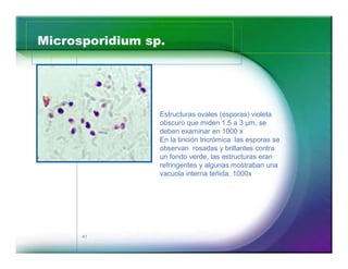 Microsporidium sp. 
41 
Estructuras ovales (esporas) violeta 
obscuro que miden 1.5 a 3 μm, se 
deben examinar en 1000 x 
En la tinción tricrómica las esporas se 
observan rosadas y brillantes contra 
un fondo verde, las estructuras eran 
refringentes y algunas mostraban una 
vacuola interna teñida. 1000x 
 