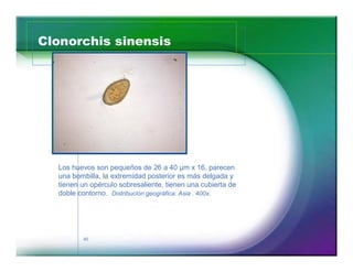 Clonorchis sinensis 
Los huevos son pequeños de 26 a 40 μm x 16, parecen 
una bombilla, la extremidad posterior es más delgada y 
tienen un opérculo sobresaliente, tienen una cubierta de 
doble contorno. Distribución geográfica: Asia . 400x. 
45 
 