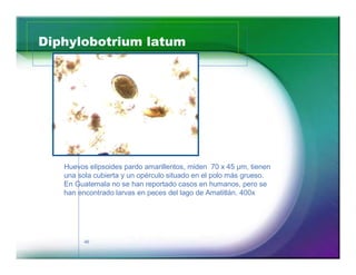 Diphylobotrium latum 
Huevos elipsoides pardo amarillentos, miden 70 x 45 μm, tienen 
una sola cubierta y un opérculo situado en el polo más grueso. 
En Guatemala no se han reportado casos en humanos, pero se 
han encontrado larvas en peces del lago de Amatitlán. 400x 
46 
 