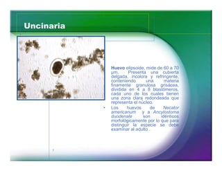 Uncinaria 
7 
‡ Huevo elipsoide, mide de 60 a 70 
μm. Presenta una cubierta 
delgada, incolora y refringente, 
conteniendo una materia 
finamente granulosa grisácea, 
dividida en 4 a 8 blastómeros, 
cada uno de los cuales tienen 
una zona clara redondeada que 
representa el núcleo. 
‡ Los huevos de Necator 
americanum y a Ancylostoma 
duodenale son idénticos 
morfológicamente por lo que para 
distinguir la especie se debe 
examinar al adulto . 
 