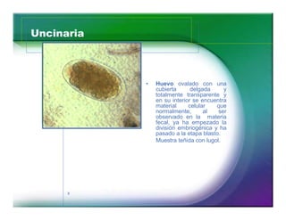 Uncinaria 
8 
‡ Huevo ovalado con una 
cubierta delgada y 
totalmente transparente y 
en su interior se encuentra 
material celular que 
normalmente, al ser 
observado en la materia 
fecal, ya ha empezado la 
división embriogénica y ha 
pasado a la etapa blasto. 
Muestra teñida con lugol. 
 