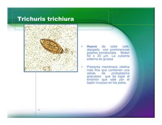 Trichuris trichiura 
9 
‡ Huevo de color café, 
alargado con prominencias 
polares translúcidas. Miden 
50 x 25 μm. La cubierta 
externa es gruesa 
‡ Presenta membrana vitelina 
más fina que contienen una 
célula de protoplasma 
granuloso que da lugar al 
embrión que sale por el 
tapón mucoso en los polos. 
 