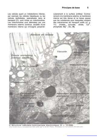 Principes de base            5

Les cellules ayant un métabolisme intense,     culairement à la surface {crêtes}. Contrai-
par exemple les cellules hépatiques ou les     rement à la membrane externe, la membrane
cellules épithéliales, spécialisées dans le    interne est très dense et ne laisse passer
transport (C), sont riches en mitochondries.   que les substances pour lesquelles existent
Les mitochondries sont délimitées par une      des mécanismes de transport actifs (cf. p.
membrane externe continue, doublée d'une       11); (malate, pyruvate, citrate, Ca2+,
membrane interne qui s'invagine perpendi-      phosphate. Mg2+ ; etc.; H).
 