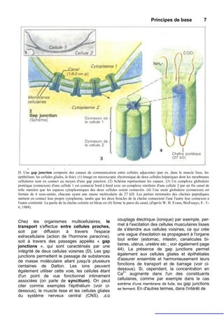 Principes de base                    7




D. Une gap junction comporte des canaux de communication entre cellules adjacentes (par ex. dans le muscle lisse, les
épithélium. les cellules gliales, le foie). (1) Image en microscopie électronique de deux cellules hépatiques dont les membranes
cellulaires sont en contact au moyen d'une gap junction. (2) Schéma représentant les canaux. (3) Un complexe globulaire
protéique (connexon) d'une cellule 1 est connecté bord à bord avec un complexe similaire d'une cellule 2 par un fin canal de
telle manière que les espaces cytoplasmiques des deux cellules soient connectés. (4) Une unité globulaire (connexon) est
formée de 6 sous-unités, chacune ayant une masse moléculaire de 27 kD. Les parties terminales des chaînes peptidiques
mettent en contact leur propre cytoplasme, tandis que les deux boucles de la chaîne connectent l'une l'autre leur connexon à
l'autre extrémité. La partie de la chaîne colorée en bleue en (4) forme la paroi du canal, (d'apr ès W. H. Evans, BioEssays, 8 : 3 -
6, 1988).


Chez les organismes multicellulaires, le                            couplage électrique (ionique) par exemple, per-
transport s'effectue entre cellules proches,                        met à l'excitation des cellules musculaires lisses
                                                                    de s'étendre aux cellules voisines, ce qui crée
soit par diffusion à travers l'espace
extracellulaire (action de l'hormone paracrine).                    une vague d'excitation se propageant à l'organe
soit à travers des passages appelés « gap                           tout entier (estomac, intestin, canalicules bi-
jonctions », qui sont caractérisés par une                          liaires, utérus, uretère etc ; voir également page
intégrité de deux cellules voisines (D). Les gap                    44). La présence de gap junctions permet
junctions permettent le passage de substances                       également aux cellules gliales et épithéliales
                                                                    d'assurer ensemble et harmonieusement leurs
de masse moléculaire allant jusqu'à plusieurs
centaines de Dalton. Les ions peuvent                               fonctions de transport et de barrage (voir ci-
également utiliser cette voie, les cellules étant                   dessous). Si, cependant, la concentration en
                                                                    Ca2+ augmente dans l'un des constituants
d'un point de vue fonctionnel intimement
associées (on parle de syncitium). On peut                          cellulaires, comme par exemple dans le cas
                                                                    extrême d'une membrane de fuite, les gap junctions
citer comme exemples l'épithélium (voir ci-
                                                                    se ferment. En d'autres termes, dans l'intérêt de
dessous), le muscle lisse et les cellules gliales
du système nerveux central (CNS). JLQ
 