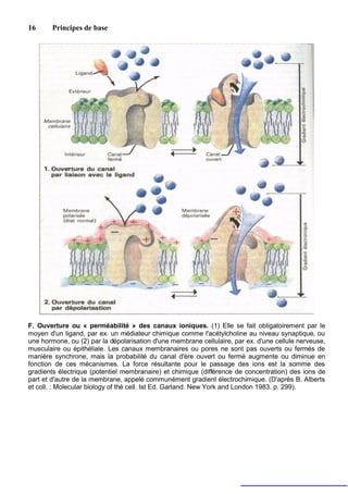 16      Principes de base




F. Ouverture ou « perméabilité » des canaux ioniques. (1) Elle se fait obligatoirement par le
moyen d'un ligand, par ex. un médiateur chimique comme l'acétylcholine au niveau synaptique, ou
une hormone, ou (2) par la dépolarisation d'une membrane cellulaire, par ex. d'une cellule nerveuse,
musculaire ou épithéliale. Les canaux membranaires ou pores ne sont pas ouverts ou fermés de
manière synchrone, mais la probabilité du canal d'ère ouvert ou fermé augmente ou diminue en
fonction de ces mécanismes. La force résultante pour le passage des ions est la somme des
gradients électrique (potentiel membranaire) et chimique (différence de concentration) des ions de
part et d'autre de la membrane, appelé communément gradient électrochimique. (D'après B. Alberts
et coll. : Molecular biology of thé cell. Ist Ed. Garland. New York and London 1983. p. 299).
 