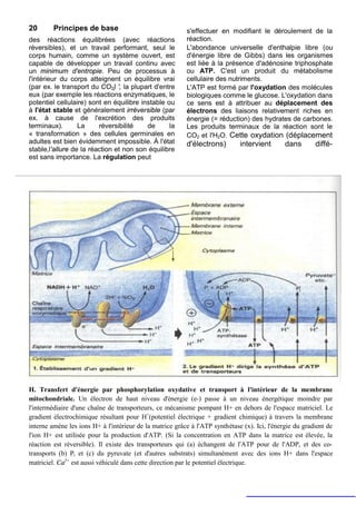 20       Principes de base                                s'effectuer en modifiant le déroulement de la
des réactions équilibrées (avec réactions                 réaction.
réversibles), et un travail performant, seul le           L'abondance universelle d'enthalpie libre (ou
corps humain, comme un système ouvert, est                d'énergie libre de Gibbs) dans les organismes
capable de développer un travail continu avec             est liée à la présence d'adénosine triphosphate
un minimum d'entropie. Peu de processus à                 ou ATP. C'est un produit du métabolisme
l'intérieur du corps atteignent un équilibre vrai         cellulaire des nutriments.
(par ex. le transport du CO2) ', la plupart d'entre       L'ATP est formé par l'oxydation des molécules
eux (par exemple les réactions enzymatiques, le           biologiques comme le glucose. L'oxydation dans
potentiel cellulaire) sont en équilibre instable ou       ce sens est à attribuer au déplacement des
à l'état stable et généralement irréversible (par         électrons des liaisons relativement riches en
ex. à cause de l'excrétion des produits                   énergie (= réduction) des hydrates de carbones.
terminaux).       La     réversibilité    de      la      Les produits terminaux de la réaction sont le
« transformation » des cellules germinales en             CO2 et l'H2O. Cette oxydation (déplacement
adultes est bien évidemment impossible. À l'état          d'électrons)        intervient       dans       diffé-
stable,l'allure de la réaction et non son équilibre
est sans importance. La régulation peut




H. Transfert d'énergie par phosphorylation oxydative et transport à l'intérieur de la membrane
mitochondriale. Un électron de haut niveau d'énergie (e-) passe à un niveau énergétique moindre par
l'intermédiaire d'une chaîne de transporteurs, ce mécanisme pompant H+ en dehors de l'espace matriciel. Le
gradient électrochimique résultant pour H+(potentiel électrique + gradient chimique) à travers la membrane
interne amène les ions H+ à l'intérieur de la matrice grâce à l'ATP synthétase (x). Ici, l'énergie du gradient de
l'ion H+ est utilisée pour la production d'ATP. (Si la concentration en ATP dans la matrice est élevée, la
réaction est réversible). Il existe des transporteurs qui (a) échangent de l'ATP pour de l'ADP, et des co-
transports (b) Pi et (c) du pyruvate (et d'autres substrats) simultanément avec des ions H+ dans l'espace
matriciel. Ca2+ est aussi véhiculé dans cette direction par le potentiel électrique.
 