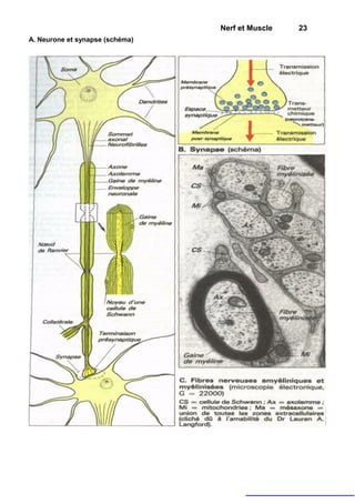 Nerf et Muscle   23
A. Neurone et synapse (schéma)
 