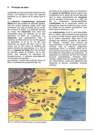 4   Principes de base
                                                   concentre et les englobe dans une membrane.
synthétisée est alors emmenée jusqu'à son site     Les grains de sécrétions formés migrent vers
d'action, par exemple le noyau, les organites      la périphérie de la cellule (B) et sont déversés
cellulaires ou en dehors de la cellule dans le     dans le milieu extracellulaire par exocytose
sang.                                              (par ex. sécrétion d'hormones; cf. p. 240), qui
Le réticulum endoplasmique granulaire              est    un    mécanisme          énergie-dépendant.
(REG) (B-C) est constitué de vésicules aplaties,   L'endocytose est le mécanisme inverse de
dont les cavités {citernes) reliées entre elles    transport par lequel le matériel de gros volume,
constituent une sorte de réseau de ça na lieu      soit solide soit en solution (pinocytose), peut
les à travers la cellule. Les protéines formées    entrer dans la cellule (cf. p. 12).
au niveau des ribosomes sont avant tout            Les mitochondries (B et C) sont essentielles
transportées dans les vésicules qui se sont        pour la cellule. Elles contiennent des enzymes
détachées du REG (cf. ci-dessous). Les             du cycle de l'acide citrique (cycle de Krebs) et
ribosomes sont généralement fixés à                de la chaîne respiratoire. Elles sont le lieu
l'extérieur du REG (d'où le nom de RE rugueux      principal des réactions oxydatives qui libèrent
ou granulaire, cf. B et C). Le RE sans             de l'énergie. L'énergie ainsi produite est
ribosomes est appelé RE lisse. C'est à son         accumulée dans un premier temps sous forme
niveau que se fait surtout la synthèse des         chimique dans la molécule d'adénosine
lipides (comme les lipoprotéines, cf. p. 220 et    triphosphate (ATP). La synthèse d'ATP est le
suiv.). L'appareil de Golgi (B-C) est constitué    plus important pourvoyeur en sources d'énergie
de saccules aplatis et empilés ; de la péri-       immédiatement disponibles par l'organisme ; la
phérie, des vésicules se détachent par             dégradation ou hydrolyse de l'ATP par diverses
bourgeonnement. Il participe essentiellement       enzymes (phosphatases, ATPases) libère
aux processus de sécrétion :                       l'énergie utilisée dans les réactions cellulaires.
par exemple, il stocke des protéines issues du     Les mitochondries contiennent également des
REG, il synthétise les polysaccharides, les        ribosomes et peuvent synthétiser certaines
                                                   protéines.
 