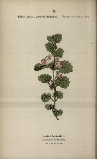 Atlas des plantes médicinales de France