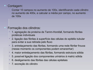  Contagem:Contagem:
 Contar 10 campos no aumento de 100x, identificando cada cilindroContar 10 campos no aumento de 100x, identificando cada cilindro
no aumento de 400x, e calcular a média por campo, no aumentono aumento de 400x, e calcular a média por campo, no aumento
de 100xde 100x
 Formação dos cilindros:Formação dos cilindros:
 1. agregação da proteína de Tamm-Horsfall, formando fibrilas1. agregação da proteína de Tamm-Horsfall, formando fibrilas
protéicas individuaisprotéicas individuais
 2. ligação das fibrilas à superfície das células do epitélio tubular2. ligação das fibrilas à superfície das células do epitélio tubular
para evitar a sua retirada pelo fluxopara evitar a sua retirada pelo fluxo
 3. entrelaçamento das fibrilas, formando uma rede fibrilar frouxa3. entrelaçamento das fibrilas, formando uma rede fibrilar frouxa
(nesse momento os componentes podem emaranhar)(nesse momento os componentes podem emaranhar)
 4. maior entrelaçamento das fibrilas, formando estrutura sólida4. maior entrelaçamento das fibrilas, formando estrutura sólida
 5. possível ligação dos componentes urinários à matriz sólida5. possível ligação dos componentes urinários à matriz sólida
 6. desligamento das fibrilas das células epiteliais6. desligamento das fibrilas das células epiteliais
 7. excreção do cilindro7. excreção do cilindro
 