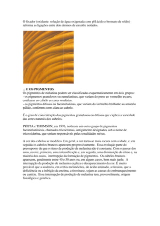 O fixador (oxidante: solução de água oxigenada com pH ácido e bromato de sódio)
reforma as ligações entre dois átomos de enxofre isolados.




... E OS PIGMENTOS
Os pigmentos de melanina podem ser classificadas esquematicamente em dois grupos:
- os pigmentos granulosos ou eumelaninas, que variam do preto ao vermelho escuro,
conferem ao cabelo as cores sombrias.
- os pigmentos difusos ou faeomelaninas, que variam do vermelho brilhante ao amarelo
pálido, conferem cores clara ao cabelo.

É o grau de concentração dos pigmentos granulosos ou difusos que explica a variedade
das cores naturais dos cabelos.

PROTA e THOMSON, em 1976, isolaram um outro grupo de pigmentos
faeomelanínicos, chamados tricocromas, antigamente designados sob o nome de
tricossiderina, que seriam responsáveis pelas tonalidades ruivas.

A cor dos cabelos se modifica. Em geral, a cor torna-se mais escura com a idade, e, em
seguida os cabelos brancos aparecem progressivamente. Essa evolução parte do
pressuposto de que o ritmo de produção de melanina não é constante. Com o passar dos
anos, ocorre, primeiro, uma intensificação e, em seguida, uma diminuição do ritmo e, na
maioria dos casos, interrupção da formação de pigmentos. Os cabelos brancos
aparecem, geralmente entre 40 e 50 anos ou, em alguns casos, bem mais tarde. A
interrupção da produção de melanina explica o desaparecimento da cor. É muito
provável que a ausência, em certos melanócitos, do ácido aminado, a tirosina, que a
deficiência ou a inibição da enzima, a tirosinase, sejam as causas do embranquecimento
ou canície. Essa interrupção de produção de melanina tem, provavelmente, origem
fisiológica e genética.
 