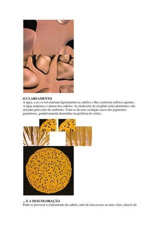 O CLAREAMENTO
A água, o ar e o sol clareiam ligeiramente os cabelos e lhes conferem reflexos quentes.
A água aumenta o volume dos cabelos. As moléculas de oxigênio neles penetram e são
ativadas pelo calor do ambiente. Trata-se de uma oxidação suave dos pigmentos
granulosos, gradativamente destruídos na periferia do córtex.
... E A DESCOLORAÇÃO
Pode-se provocar o clareamento do cabelo, indo do tom escuro ao mais claro, através de
 