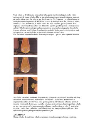 Cada célula se divide e cria uma célula-filha, que é impulsionada para o alto e pelo
nascimento de outras células. Elas se queratinizam progressivamente na parte superior
do bulbo piloso, para dar origem aos fios de cabelo. Na Epiderme , as células basais se
multiplicam a cada período de 457 horas. A taxa de multiplicação das células da papila
dérmica, a cada período de 39 horas, é uma das mais elevadas que se conhece. Isso
explica a sensibilidade do cabelo aos diferentes agentes que bloqueiam a multiplicação
celular. O bulbo piloso atinge sua largura máxima a meia altura da papila. Uma linha
transversal nesse nível (>linha de Auber<) constitui o limite superior do território onde
se expandem e se multiplicam os queratinócitos e os melancócitos.
Um fenômeno importante ocorre na zona queratógena , que é a parte superior do bulbo
As células vão sofrer mutações: degenerar-se, alongar-se, morrer pela perda do núcleo e
endurecer, produzindo uma proteína rica em enxofre - a queratina. Ela formará o
esqueleto do cabelo. No nível da zona queratógena se individualiza a bainha epitelial
interna. Constituída de diversas camadas celulares concêntricas, ela acompanha o cabelo
no seu crescimento até o ponto onde desemboca o canal sebáceo: o colo. A haste pilar
torna-se , então, livre. A bainha epitelial externa é um invaginação da epiderme. Suas
células não passam pelo processo de queratinização.
A CUTÍCULA
Outras células da matriz do cabelo se achatam e se alongam para formar a cutícula.
 