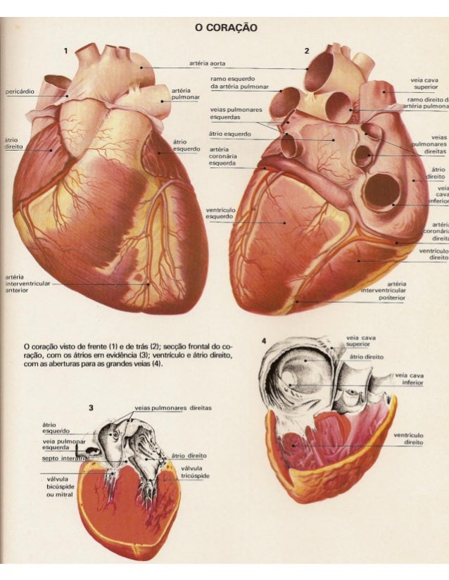 Atlas do corpo humano medicina e saúde Atlas do corpo humano medicina e saúde